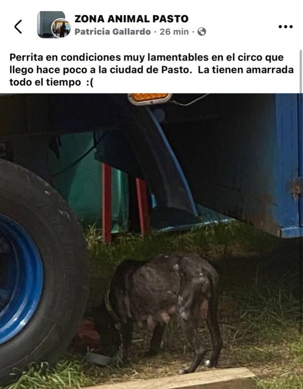 Perra encontrada en Pasto en lamentables condiciones 