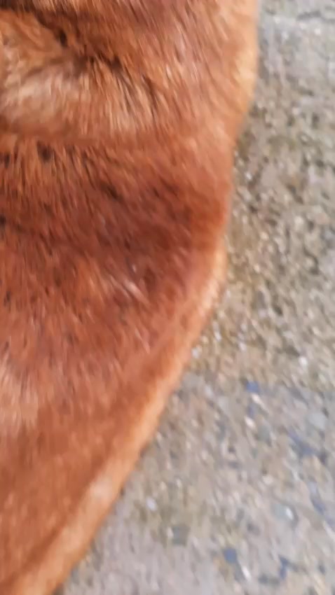 Perro abandonado necesita hogar en Amagá, Antioquia 