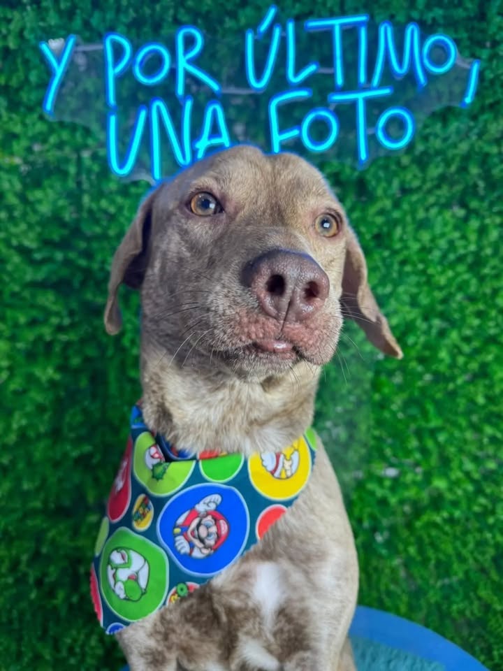 Cachorro macho de 2 años en adopción en Pereira, Risaralda 