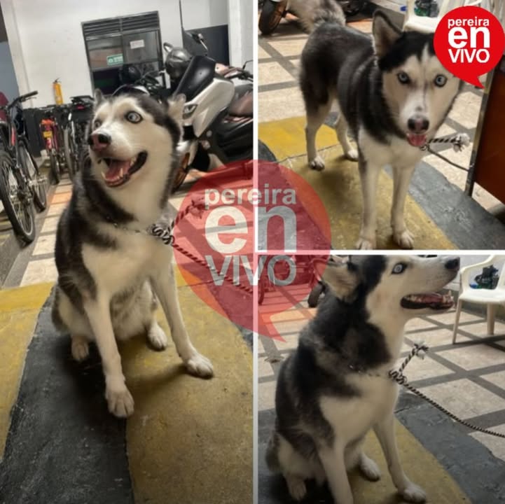 Perra Husky encontrada en Pereira, Risaralda busca a sus dueños 