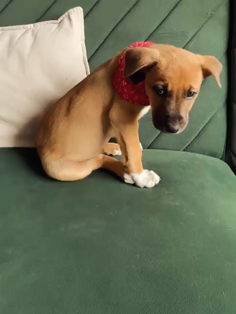 Adopta a Tomatito, un tierno cachorro listo para encontrar su hogar 
