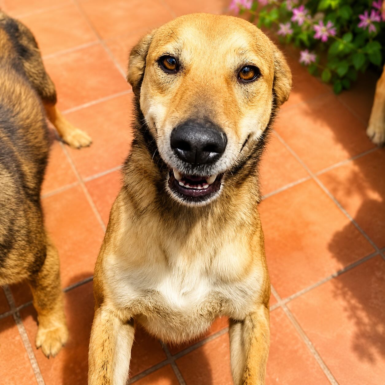 Adopta a Goofy, perro mediano cariñoso y noble en Bogotá 