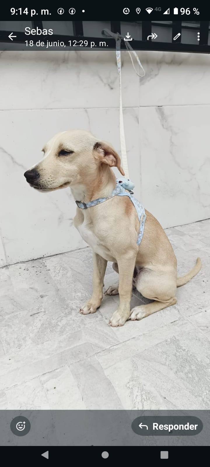 Adopción de Perritas en Pereira 