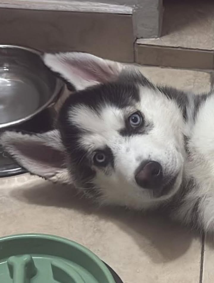 Cachorro Husky en Adopción en Bogotá 