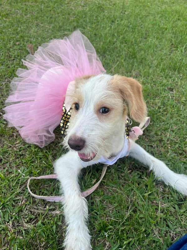 Perrita en adopción en Pereira 
