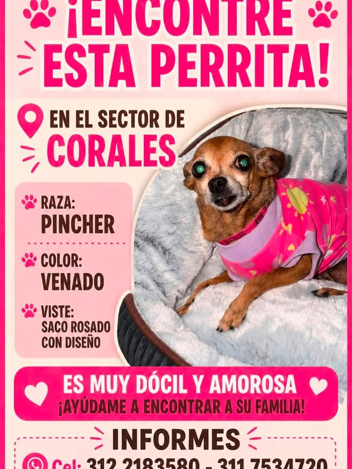 Perra Pincher encontrada en Corales, Pereira 