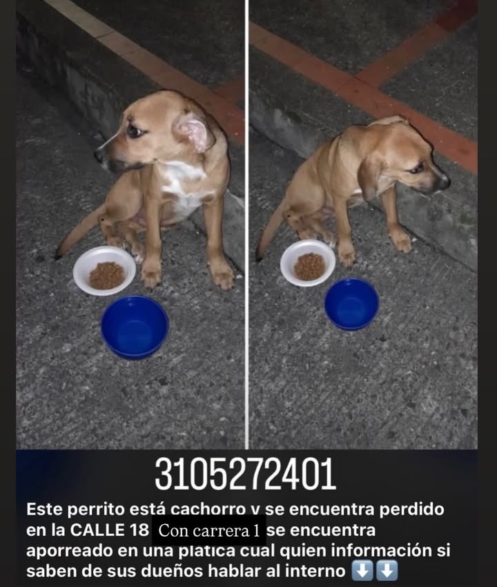 Cachorro encontrado en la Calle 18 con Carrera 1, Pereira 