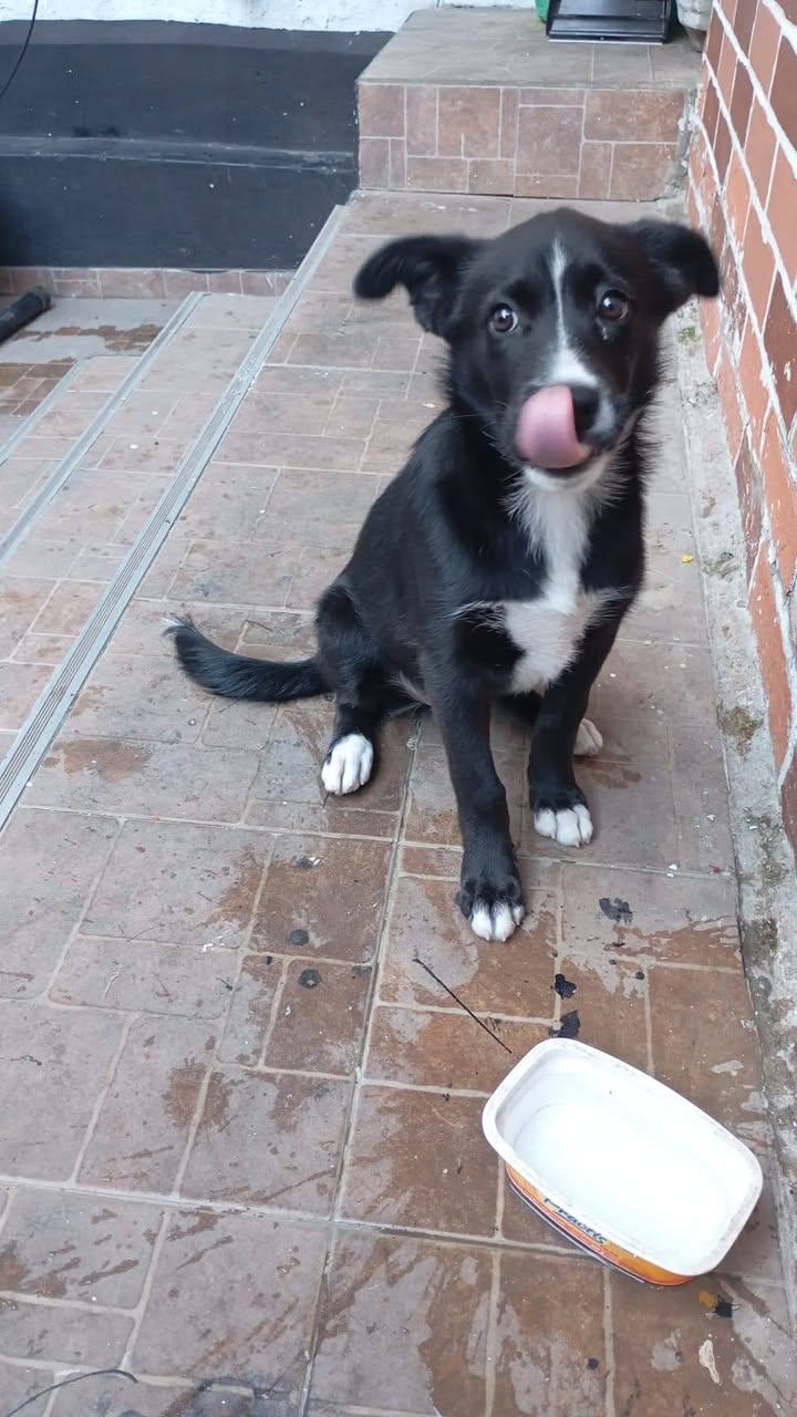 Cachorra Shacha busca adopción responsable en Amagá, Antioquia 