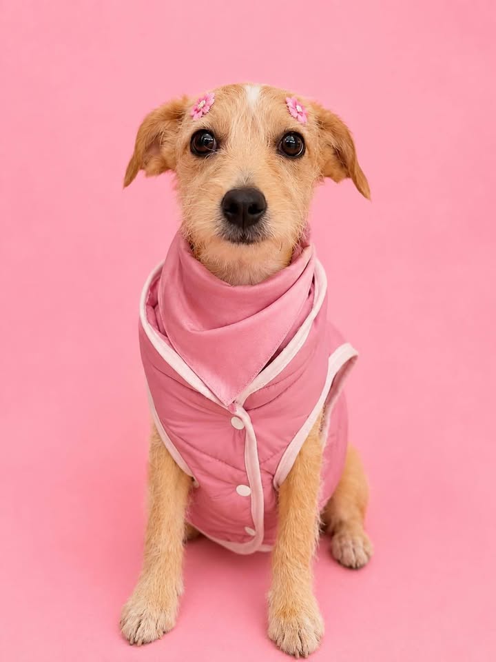 Adopción de perros en Pereira, Risaralda 