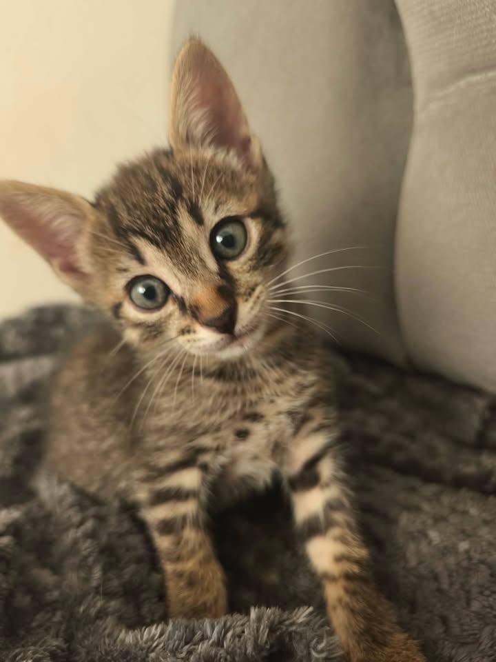 Gaticas en adopción en Pereira 