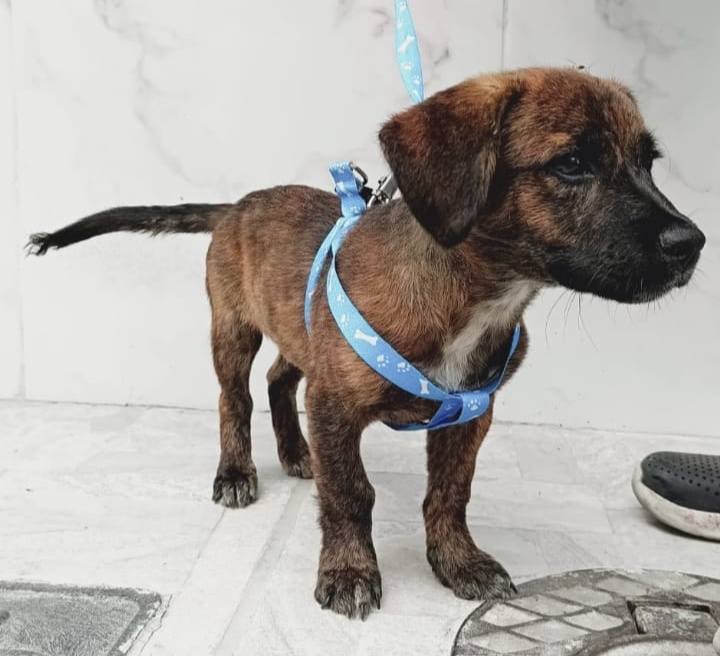 Adopción de Perritas en Pereira 