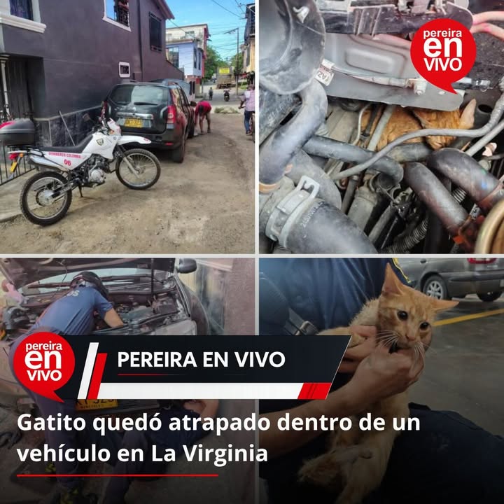 Rescate de gatito atrapado en un vehículo en el barrio San Carlos 