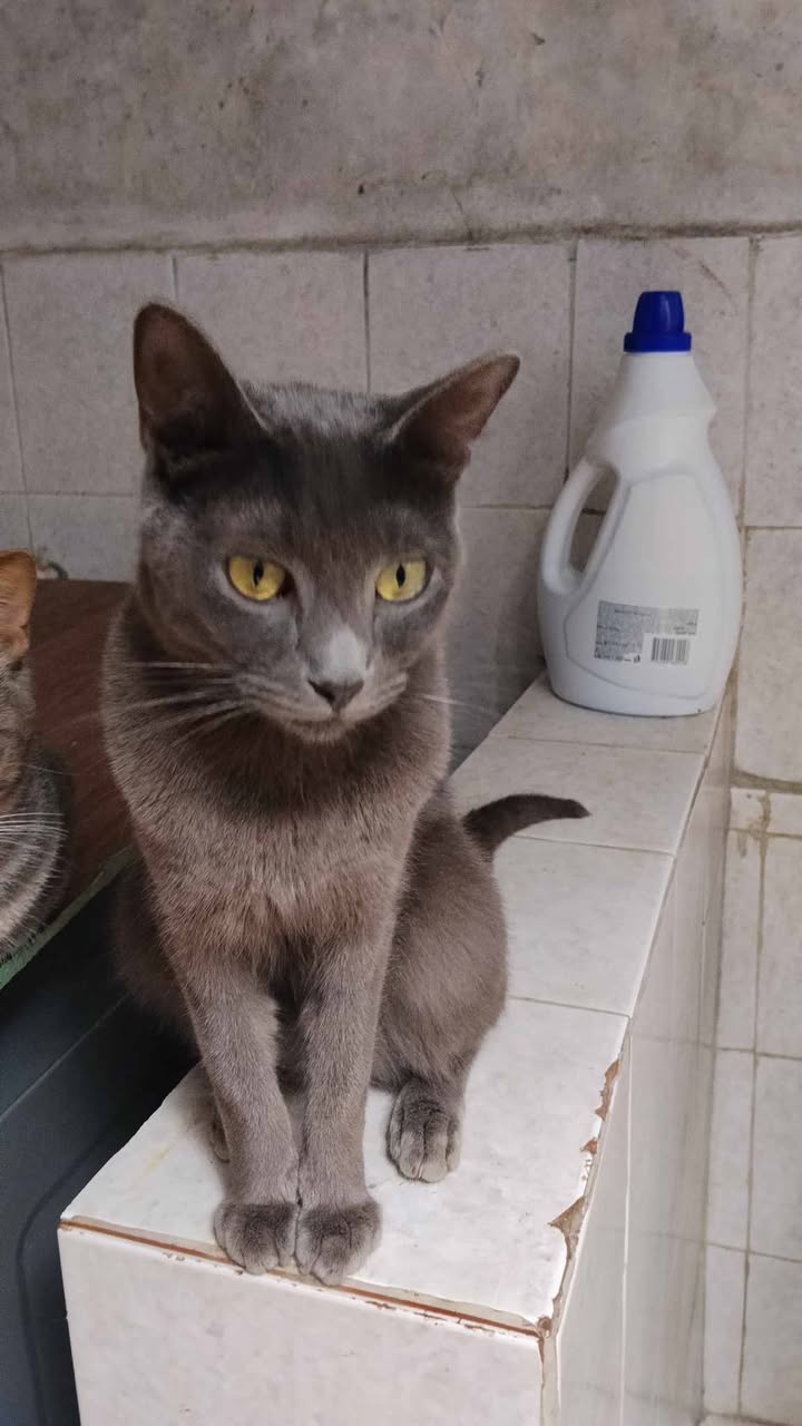 Gatitos en adopción en Pereira, Risaralda 