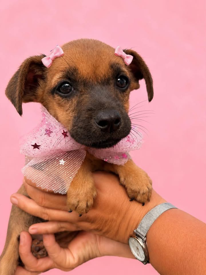 Adopción de perros en Pereira, Risaralda 