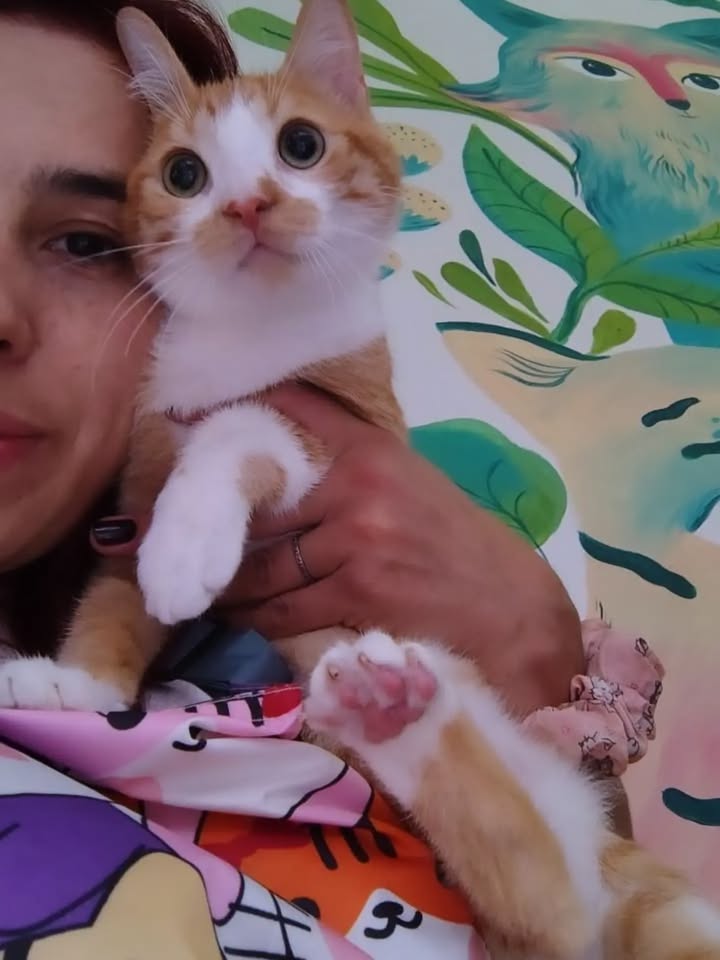 Adopta a Kaze, un gatito juguetón 