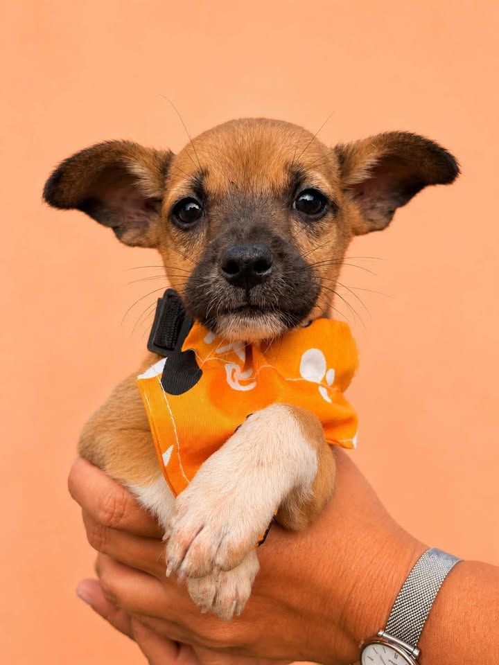 Adopción de perros en Pereira, Risaralda 