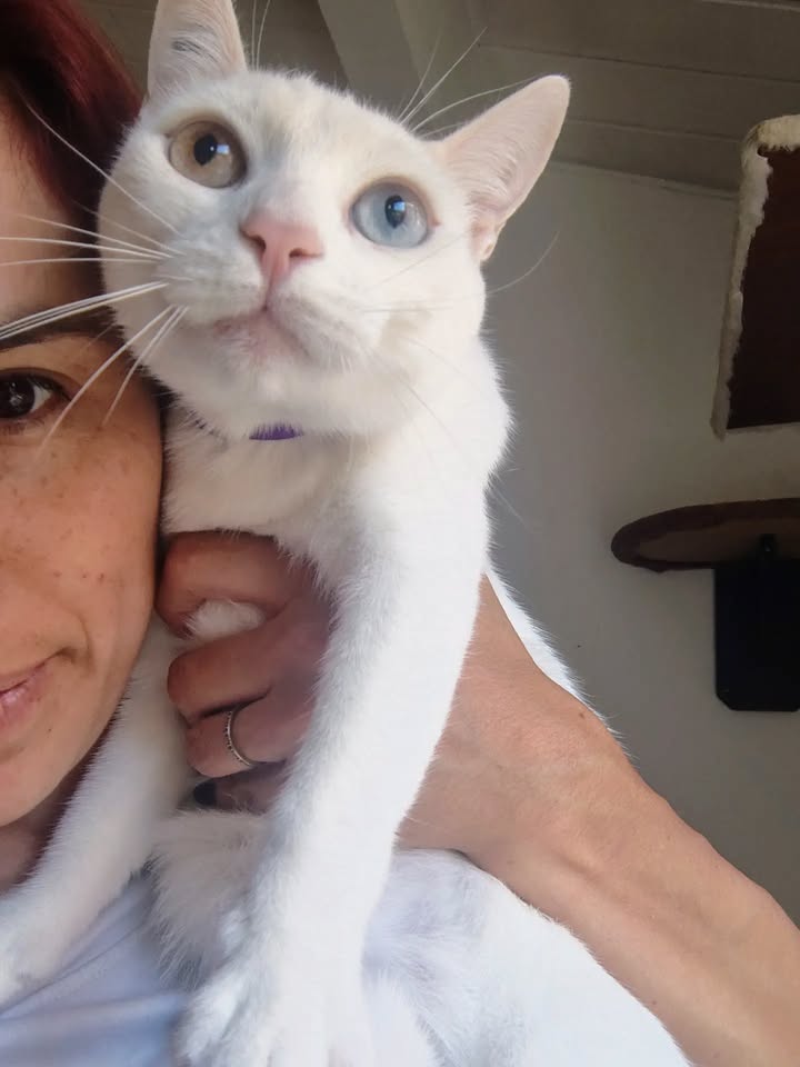 Gatos Miky y Tutty en Adopción Bogotá Colombia 