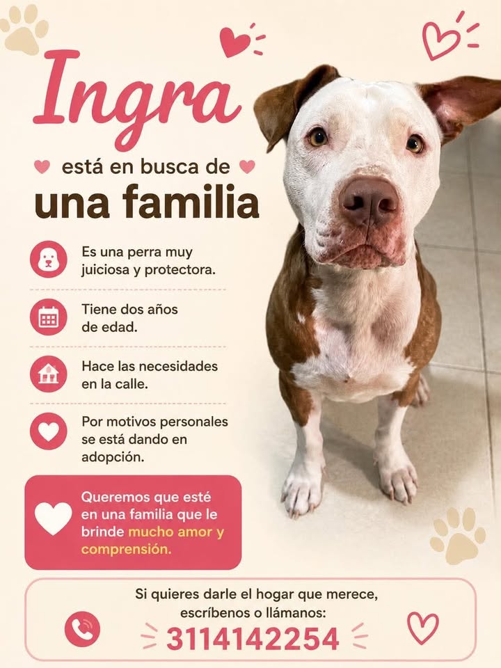 Perra en adopción en Pereira 