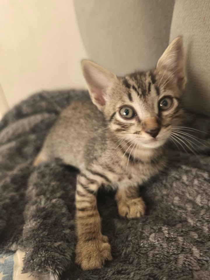 Gaticas en adopción en Pereira 