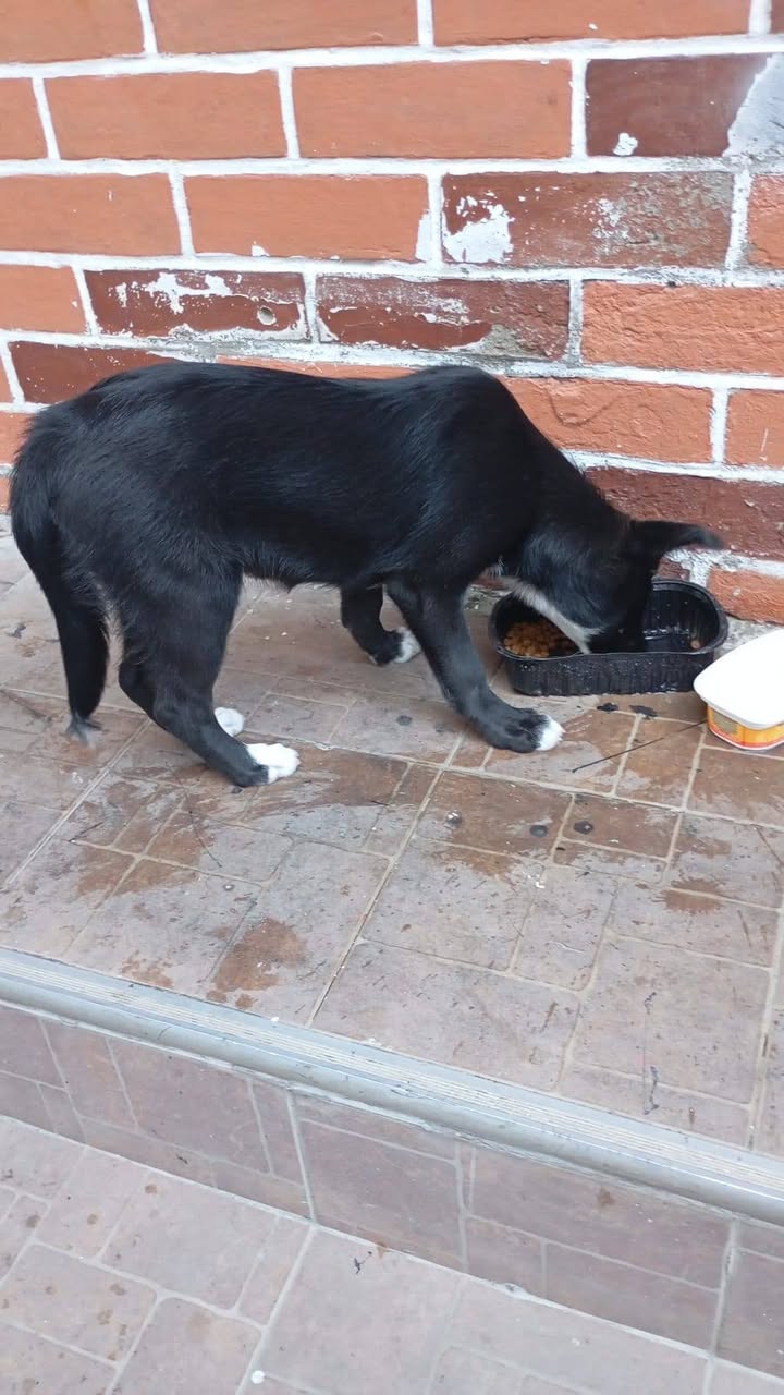 Cachorra Shacha busca adopción responsable en Amagá, Antioquia 