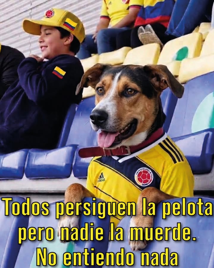Adopta a Bayles, perro en búsqueda de hogar en Bogotá 