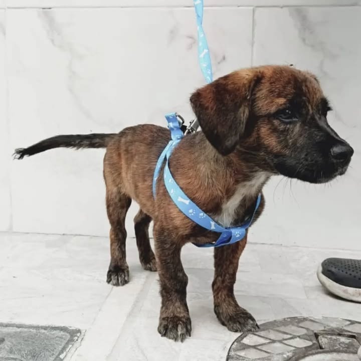 Perros en adopción en Pereira 