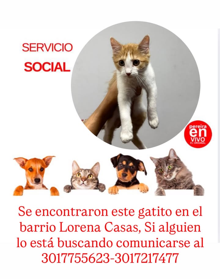 Gatito encontrado en Pereira, Risaralda 