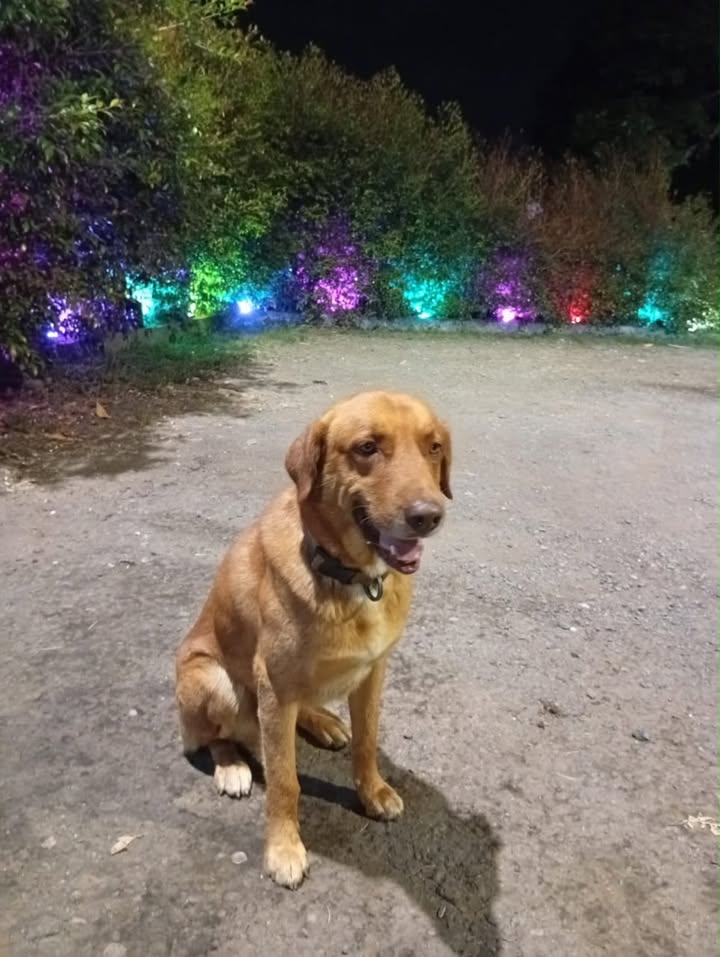 Perrito encontrado en La Badea, Pereira 