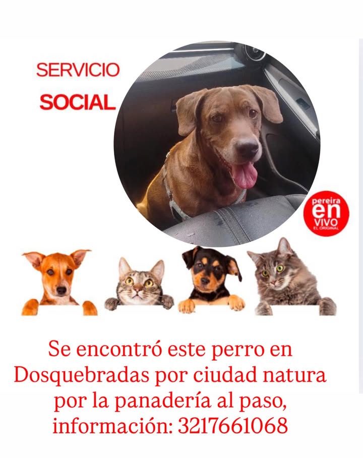 Perro encontrado en Dosquebradas 