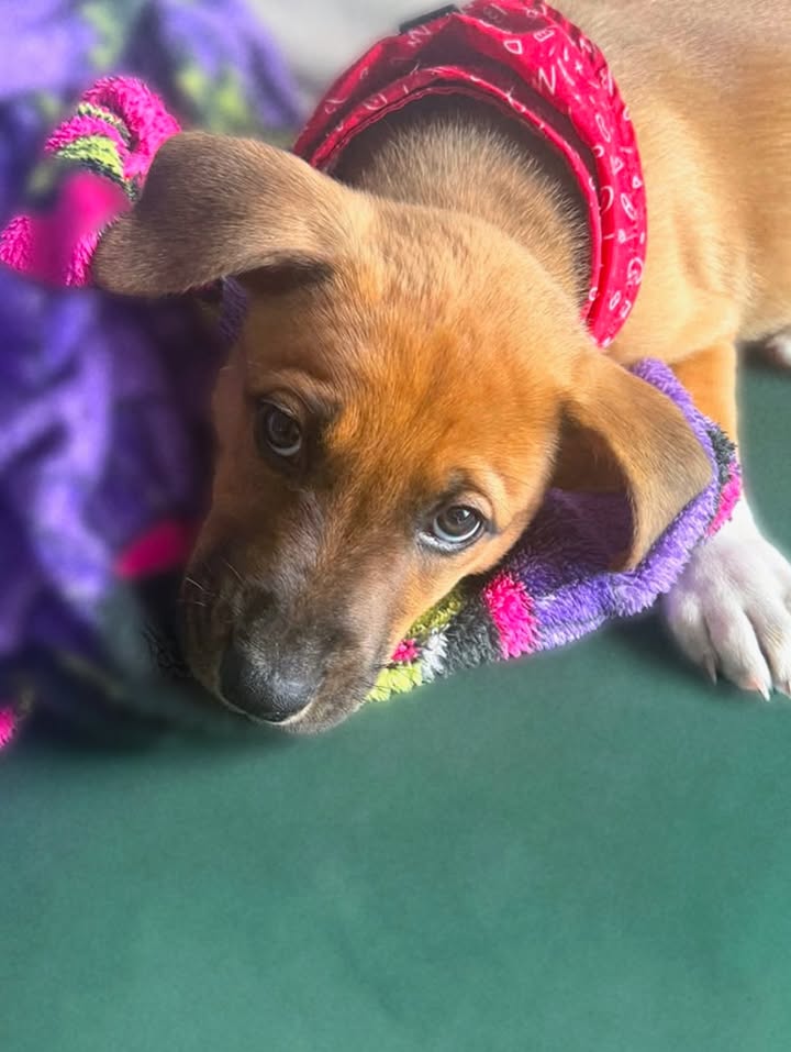 Adopta a Tomatito, un tierno cachorro listo para encontrar su hogar 