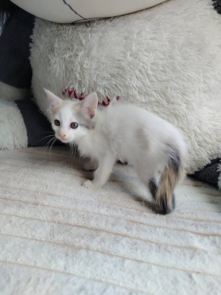 Gatitos en Adopción - Bogotá 