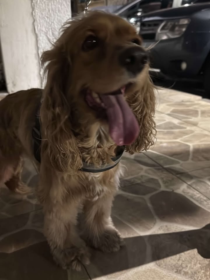 Perrito encontrado en Villa Cuba, Pereira 
