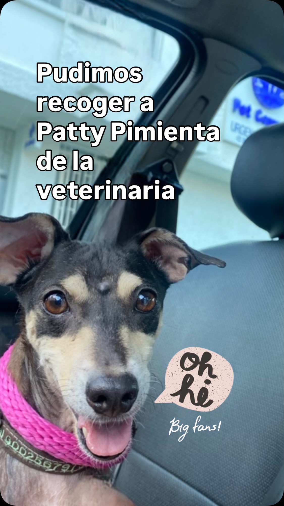 Perra rescatada en adopción necesita hogar en Bogotá 