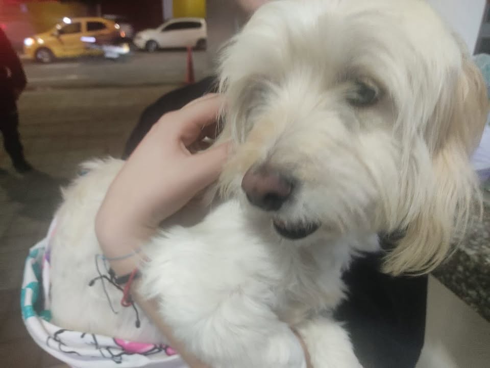 Perrita encontrada en la calle 14 en Pereira 