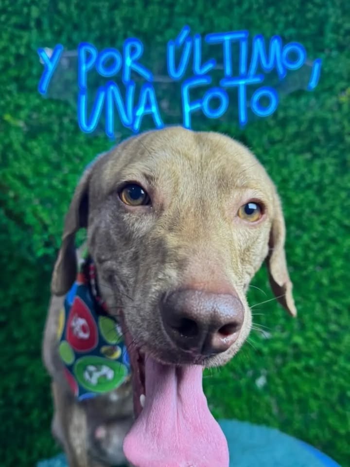 Cachorro macho de 2 años en adopción en Pereira, Risaralda 