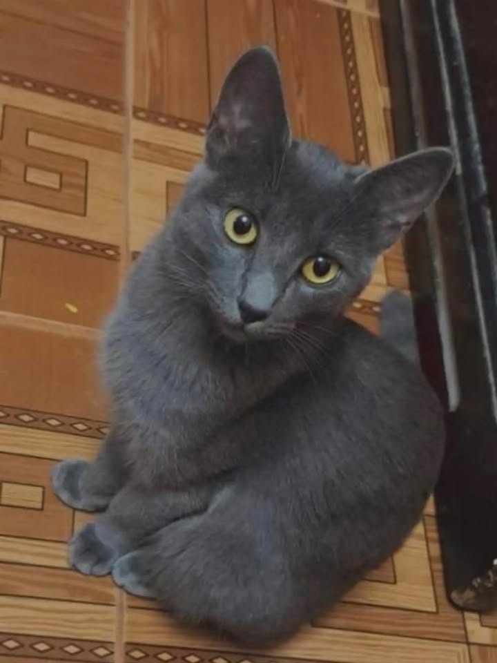 Adopción de dos gatitas en Pereira, Risaralda 