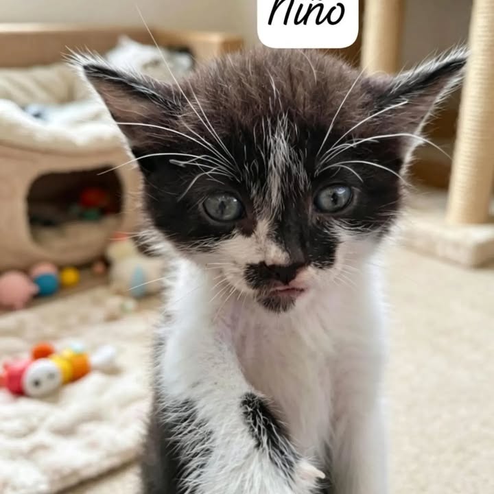 Adopción de Gatitos en Pereira, Risaralda 