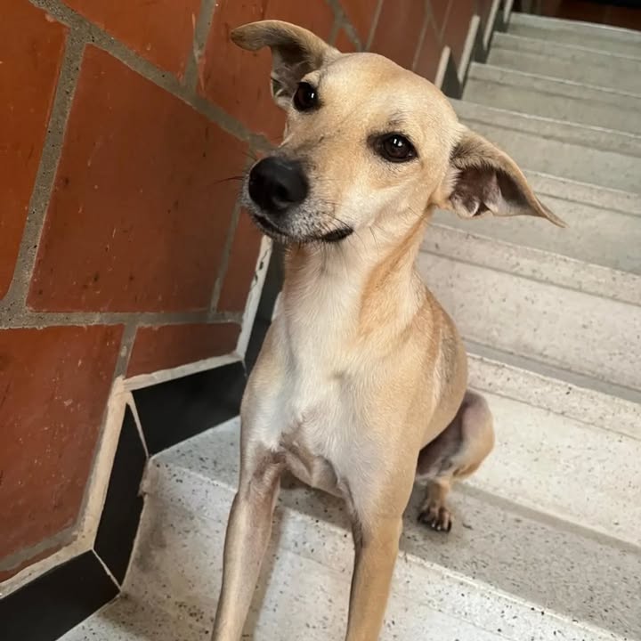 Adopción de perra cariñosa y juguetona en Pereira 