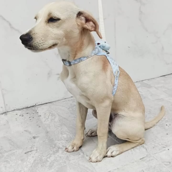 Perros en adopción en Pereira 