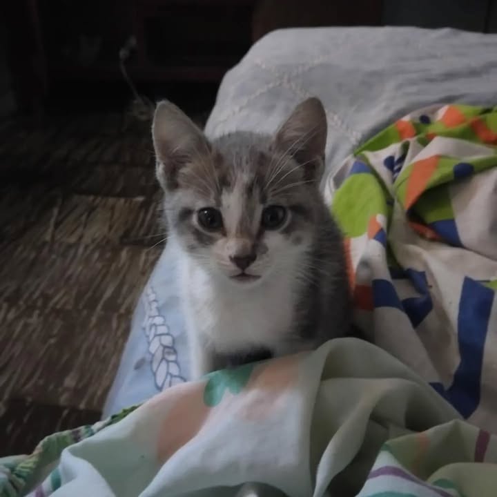 Gatitos en adopción en Pereira, Risaralda 