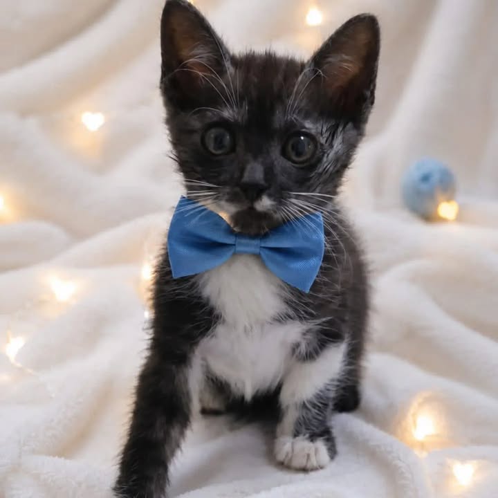 Gatitos en adopción responsable en Pereira 