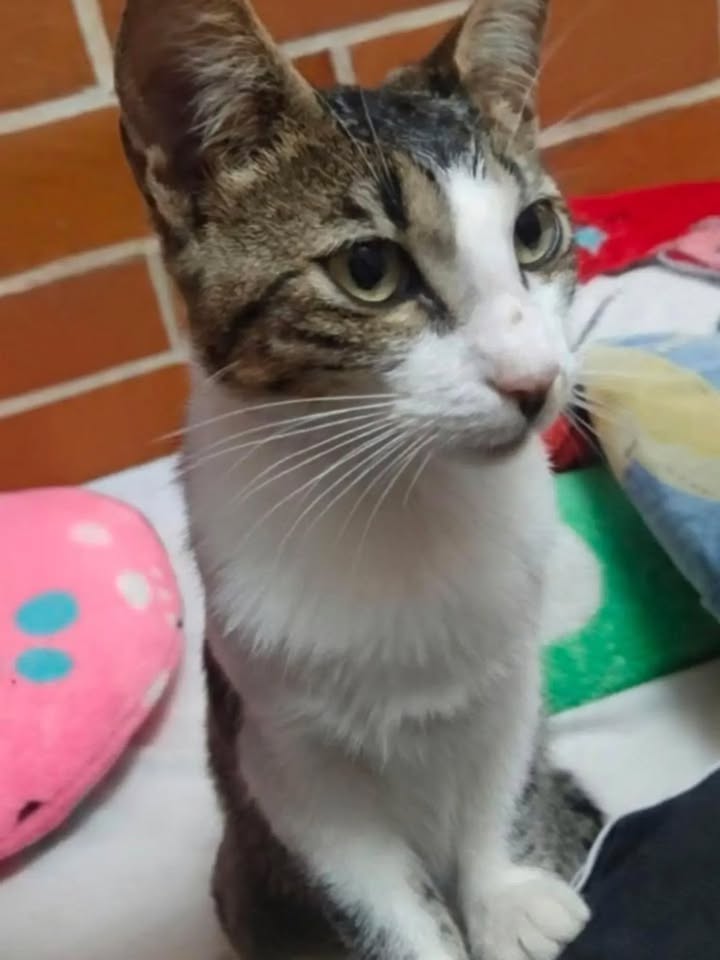 Gatita en adopción en Pereira, Risaralda 