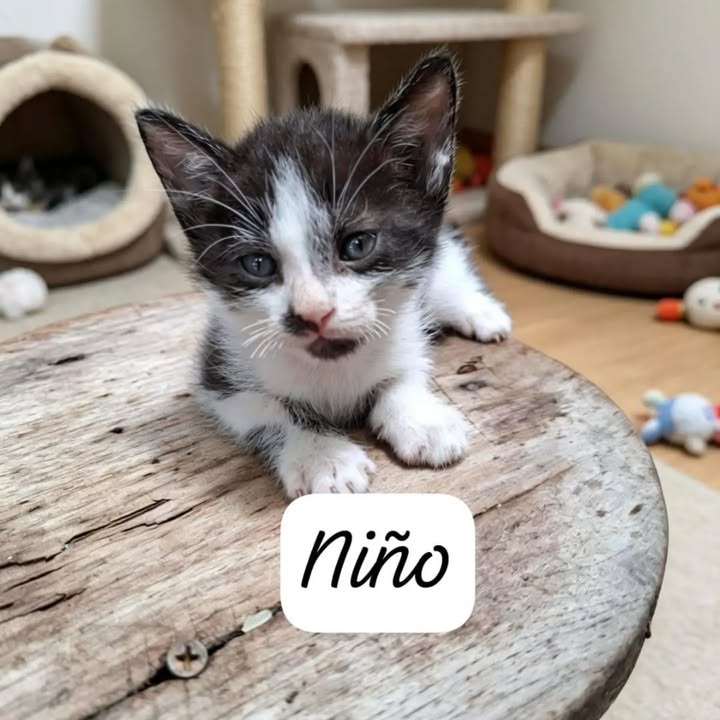 Adopción de Gatitos en Pereira, Risaralda 