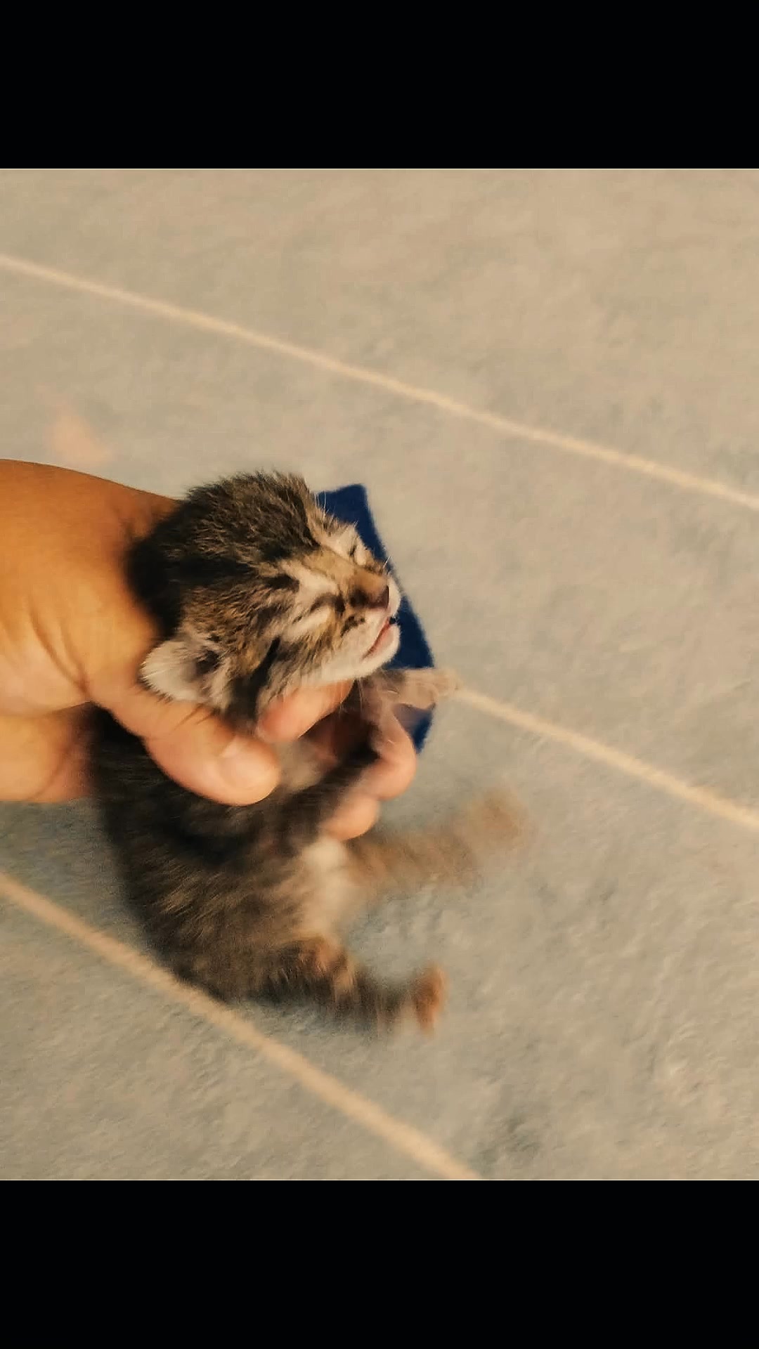 Bebé gatito encontrado en Tuluá, Valle 