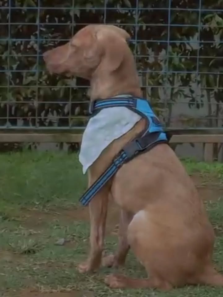 Cachorro macho de 2 años en adopción en Pereira, Risaralda 
