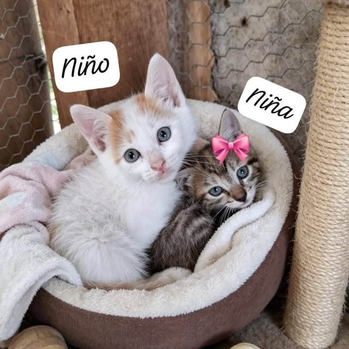 Adopción de Gatitos en Pereira, Risaralda 
