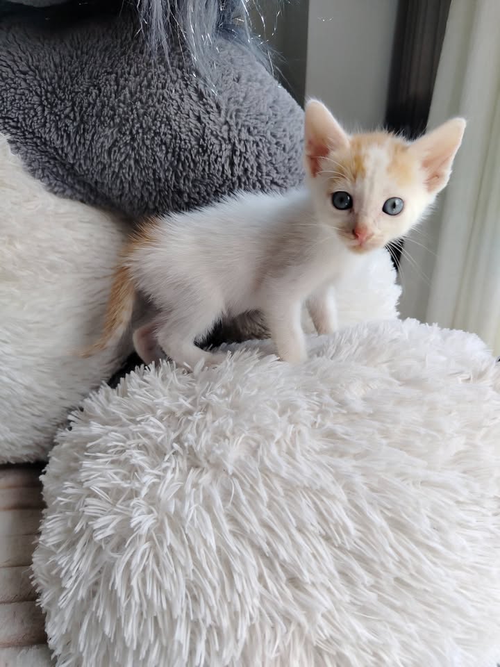 Gatitos en Adopción - Bogotá 