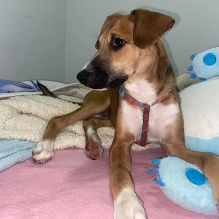 Cachorro en adopción en Pereira 