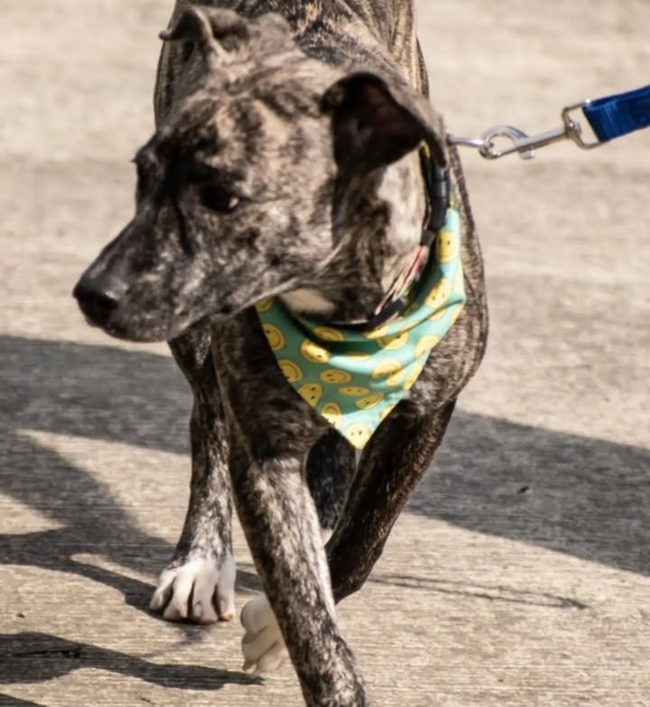 Perrita juguetona y cariñosa busca hogar en Pereira 
