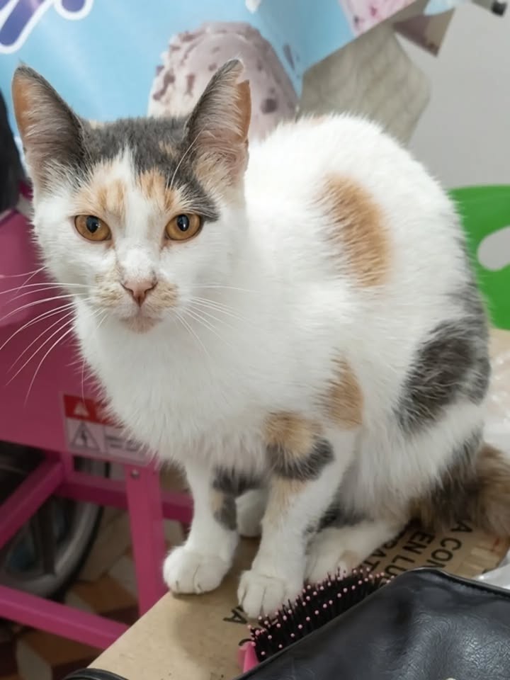 Gatica en adopción responsable en Pereira 